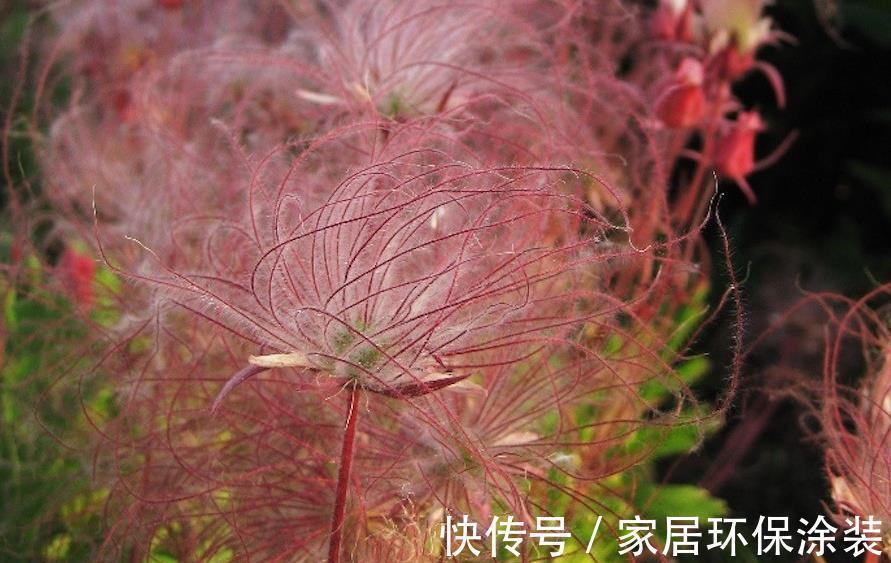 花柱|花朵开得像烟火,国内有钱买不到,它的名字叫做草原烟