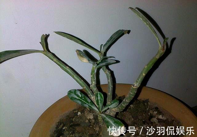 沙漠玫瑰掉光叶子|沙漠玫瑰掉光叶子什么时候发芽注意“几点”,发芽快,长势好!