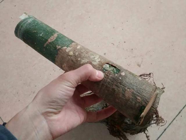 家里养盆虎皮兰,小花盆、挤着养,疯狂开花爆小崽!