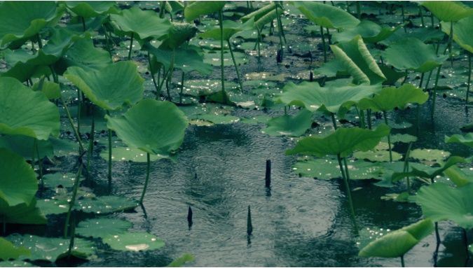 夏季|夏季祛湿养阳，推荐祛湿解暑健脾三款粥