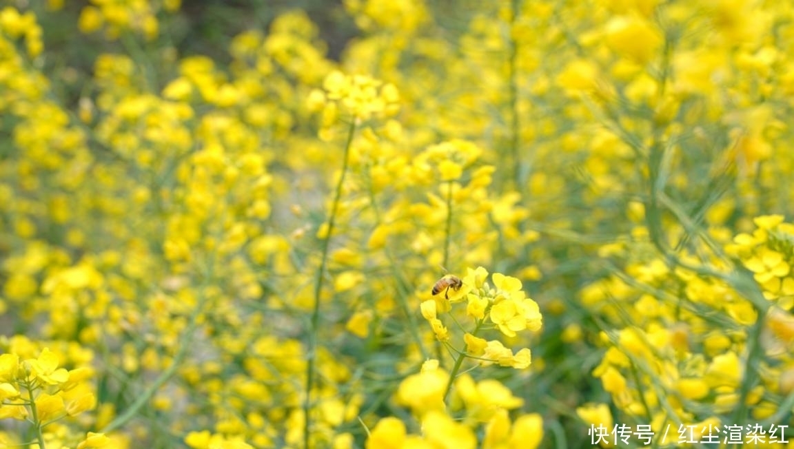 油菜花哪都有，婺源还要掏钱？路人却说：800公里驱车，不虚此行