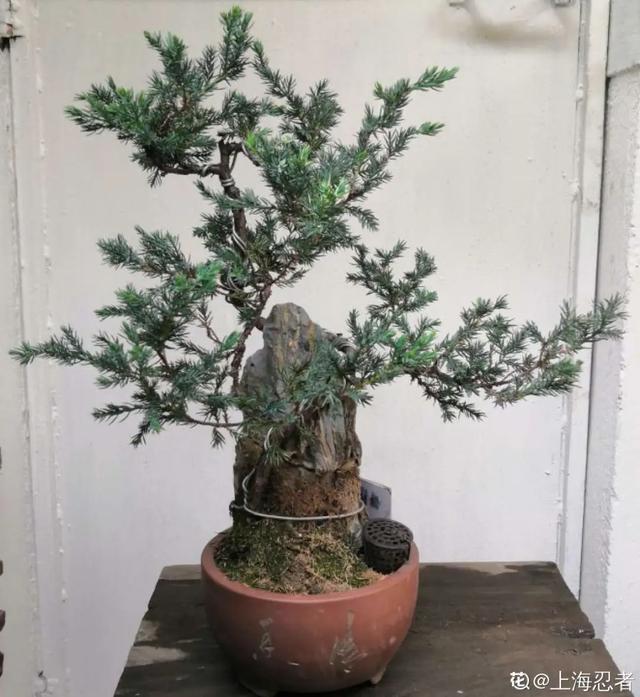 盆景家里养盆松,代代出富翁,镇宅守家福气旺