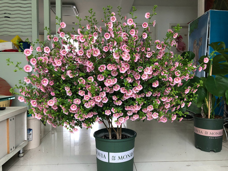 它是最容易开爆盆的盆栽，花量丰富，年头开到年尾，漂亮又好养