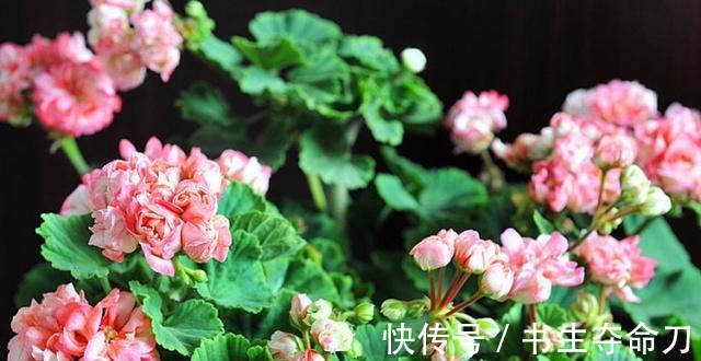 凤梨花|看一眼就想买回家的花, 好看又好养, 看看它们都是谁!