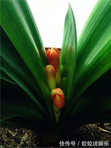 司匹林|盆栽君子兰“卡脖子”,几滴这东西就可以射箭!