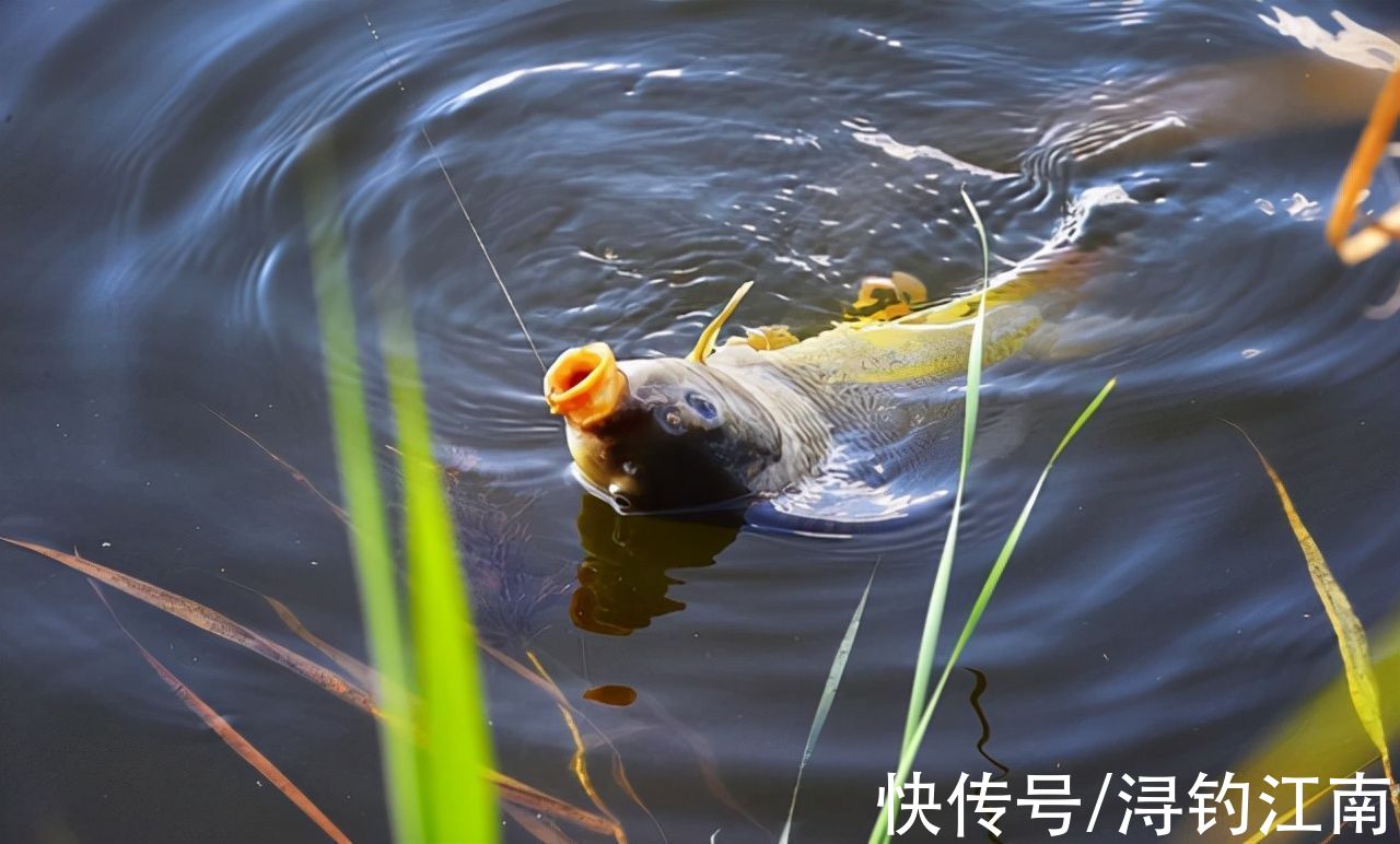 水温|秋分过后,钓鲤鱼真有那么容易吗?掌握好这4点,不连杆都不行
