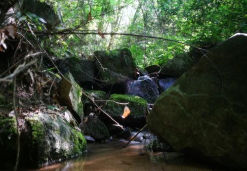 龙根|兰花龙根苗是个什么鬼为什么那么多人想谋一棵龙根,其实不稀奇