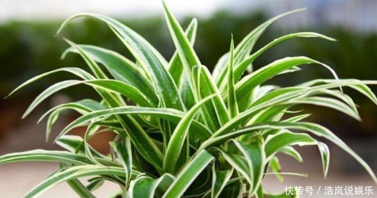 谁见了都喜欢的4种花,好养又漂亮,美不胜收,你养了吗