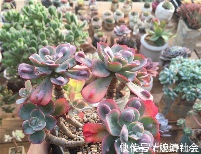 她用2年时间，把多肉养成“悬崖老桩”，总结了3个实用方法！