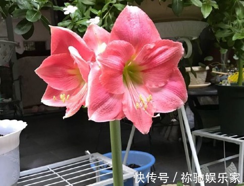 新手养花,不如养盆花中精品“甜蜜马车”,花开爆盆,观赏性极高