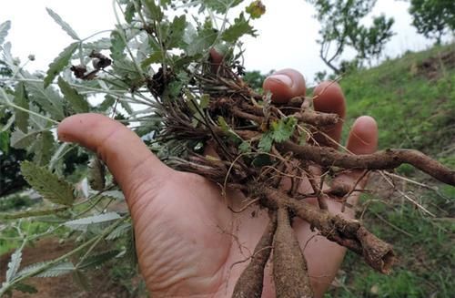 嫩茎叶是极品野菜，根酷似人参，价值也很高，却少有人知道