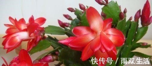 长寿花|这“4种”植物,在9月准时扦插,插多少活多少,30天变成新盆栽!