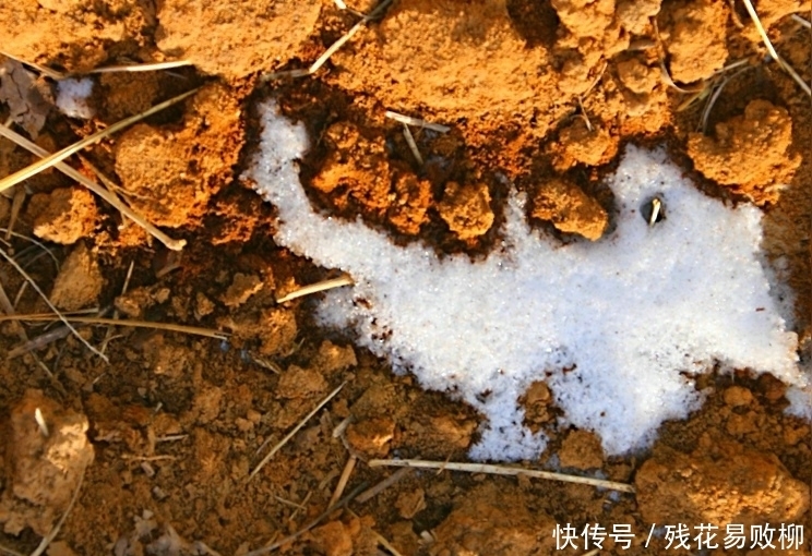 马象猎豹云逐月 妙趣横生看雪景