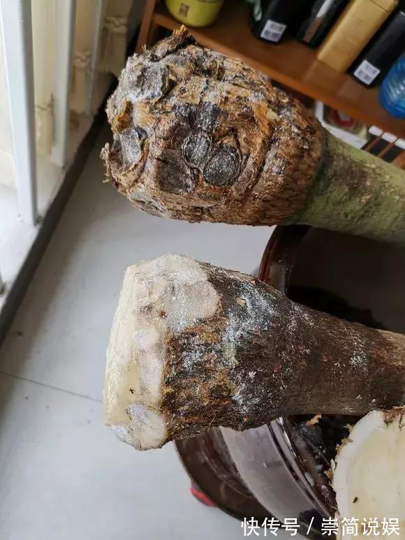 发财树黄叶烂根,切1刀丢水里,反而长得欢,2周狂冒大白根!