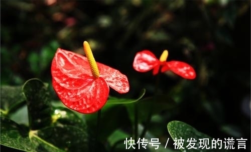 养不黄叶|买回家的红掌这么养不黄叶一直开花