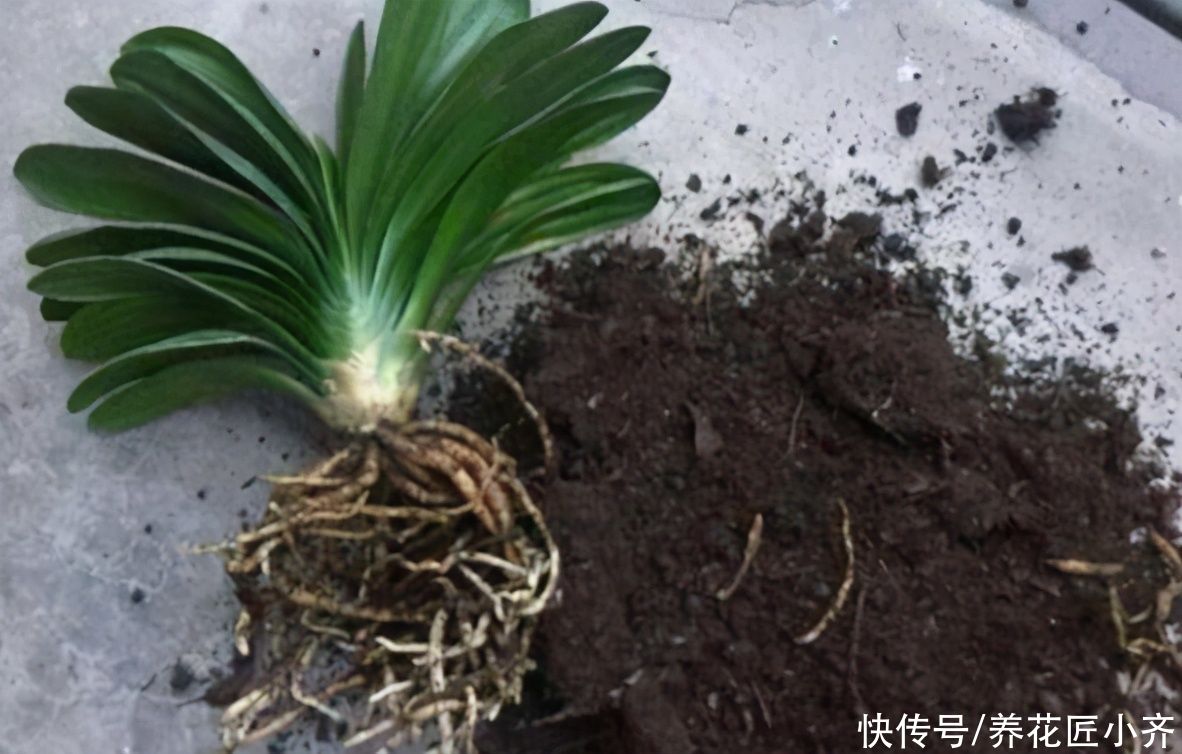 养花总是烂根？不仅要少浇水，还要做好这4点