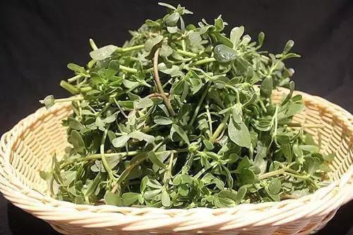 功效|马齿苋居然是“救命”的良药,究竟有哪些功效呢看完果断收藏