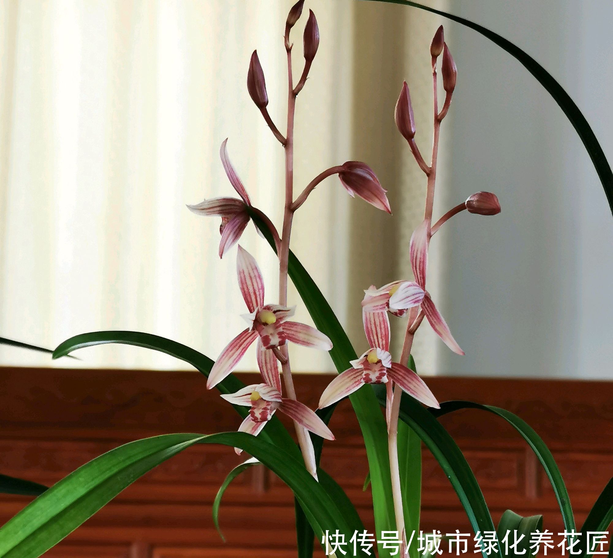 假活|兰花老芦头捂出新芽以后多久可以移栽?长芽防假活,根旺再移栽