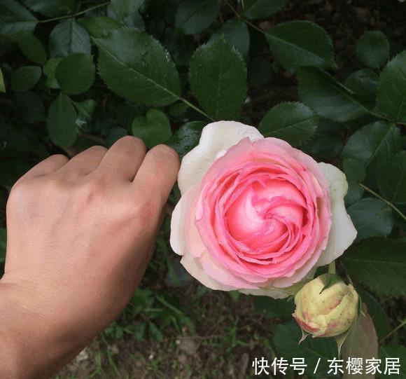 月季的逆袭之旅,丑一季,美一年