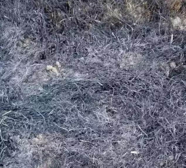 根系|每家都有的3种“钾肥”，给花盆浇一点，养根、又促果