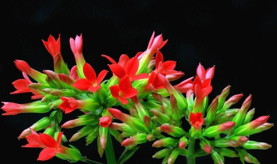 盐碱|长寿花好看却养不好,对照这“7点”,来看看问题出在哪