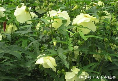 这花,花朵鲜艳价值高,能见到已经是福气,你见过没?