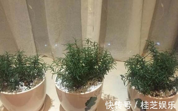 盆栽|居家养花草，哪些植物好看又好养盆栽此5款，有些还能吃