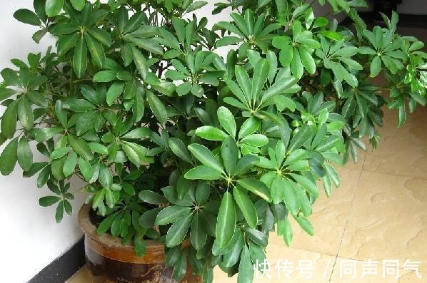 寓意|家里养花,3种花别乱“送人”!尤其是第1种,“招财”又养人