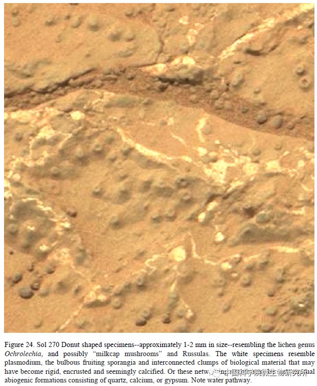非生物 火星上存在真菌吗？