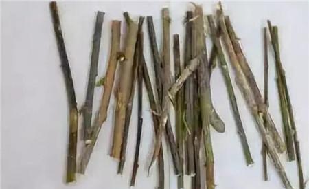 三月出门逛一逛,看到这些“垃圾”,捡回家都是养花“宝贝”