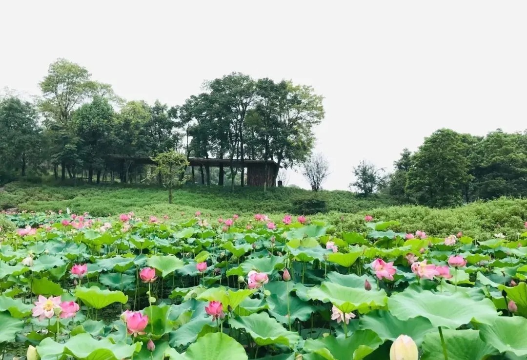 花海|巴南云林天乡的初秋，竟然还能看花海，约不约？