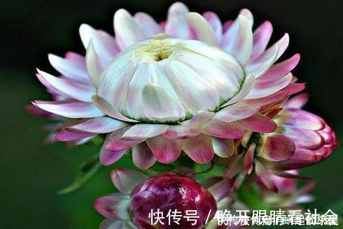 名字|被名字耽误的“三种花”，颜值高又皮实，放角落也能自己长