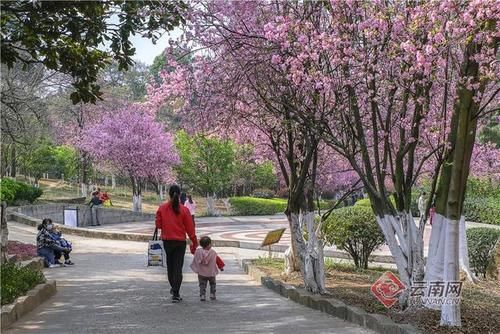 粉色花海惹人醉 每天数千人来这里赏花踏青