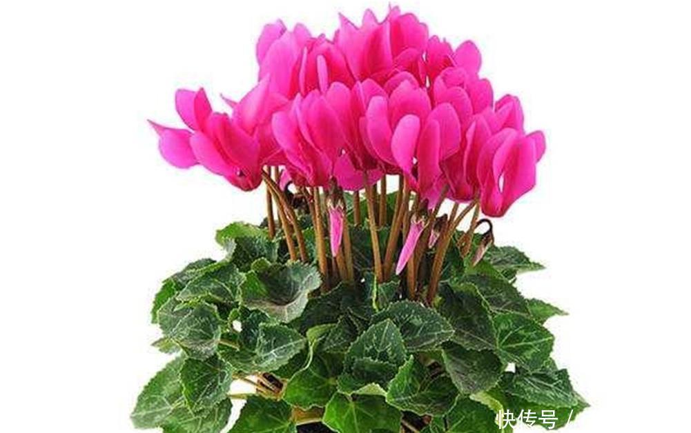 仙客来、蟹爪兰养护有三怕,掌握好才能花期长,越养越茂盛