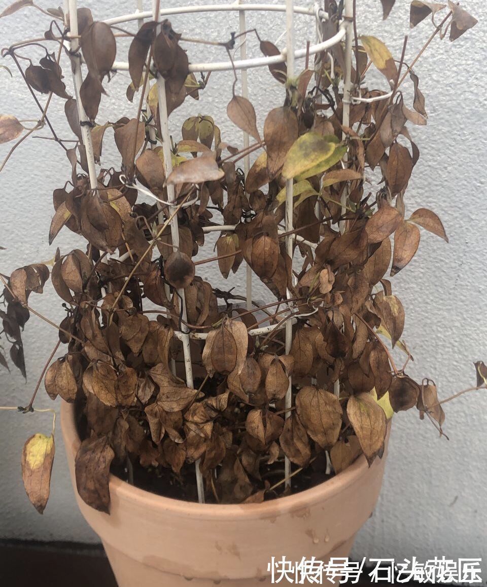 休眠|冬天“装死”的4种花,过冬不用管,明年早早就“开花”