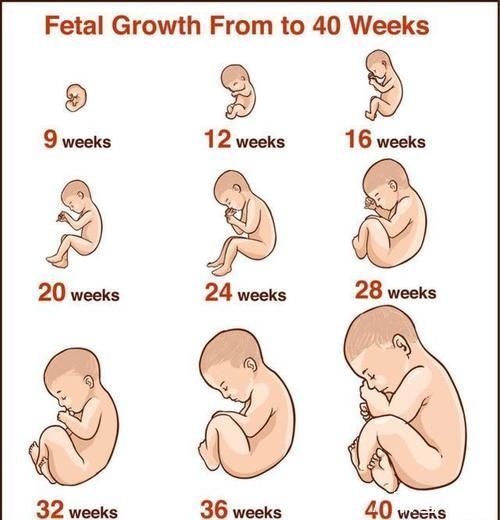 早产儿|总是听说孕妇需要经历怀胎十月,那胎儿一般在多少周会出生呢?