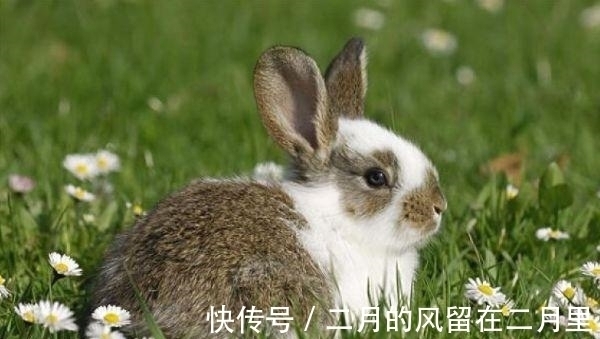 属兔的人，对人对事其实认真负责，不爱出风头！