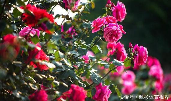 冬天冷、夏天热,养啥花好扦插2种花卉,沾土就活、四季花开