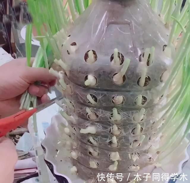  油桶|家里的油桶别再扔，比花盆还好用，养花种菜是神器