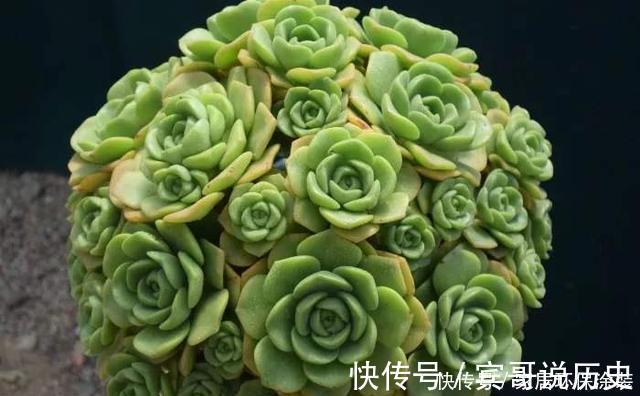 5种自带体香的多肉植物，阳台养一盆，香喷喷