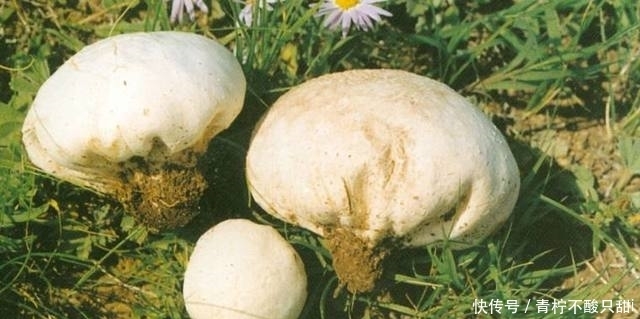 馒头|这样的“大馒头”长在土里,压一下还会冒烟,专家高价回收!