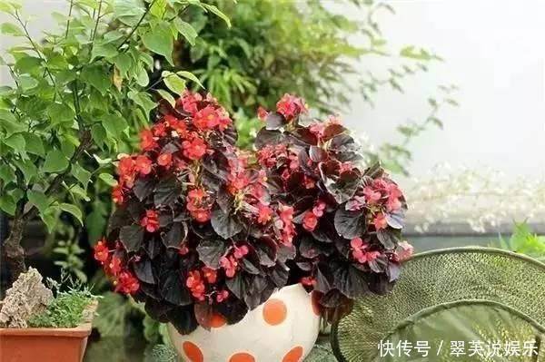 休眠|别再乱浇水了,这些植物,浇水越勤,死得越快!