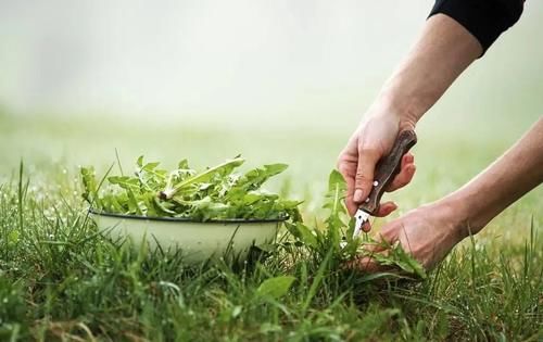 这4种野菜都有毒，挖野菜和春游时切记要避开，千万不要误食