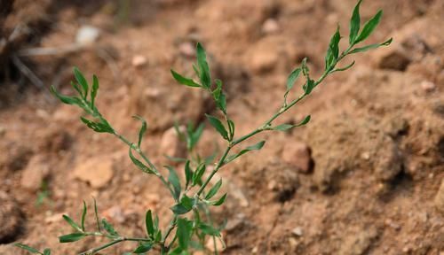 农村一种似竹子的野草,过去常用来喂猪,但营养高,煲粥味道鲜美