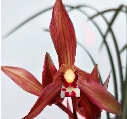 红素|曾争相抢购的兰花,现白菜价,花色鲜红,落地就生根,是兰花铭品