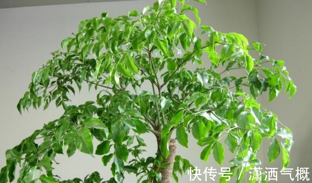 养幸福,树叶子发黄干枯,该如何解决?