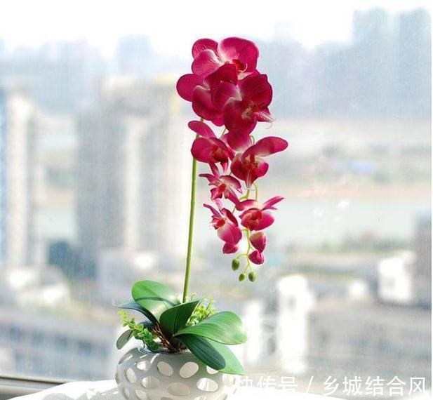 最适合春天养的8种花,最后一种又叫不死花