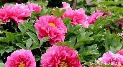 玫瑰|几种花卉美过玫瑰，一年四季花开不停，一开就停不下来