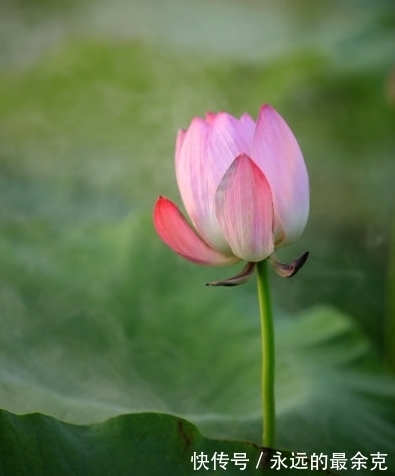 水牛|10月下旬，4属相吉星照耀，得财得福，金银花不完，事业红红火火