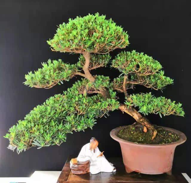 俗语:“客厅有树,十有九富”,不是迷信,为了好兆头也要养一盆